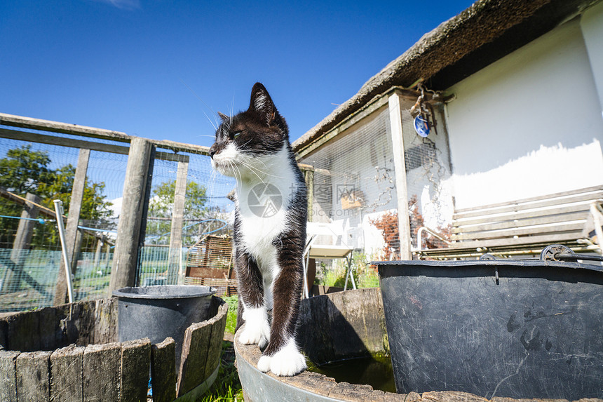 夏天后院里黑白相间的猫图片