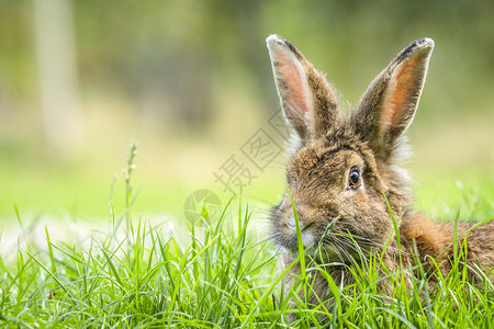 春天里的兔子躲高高的青草里图片