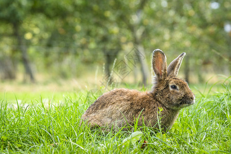 充满疑问的兔子毛茸茸的兔子绿色草地上,农村环境中新鲜的草背景