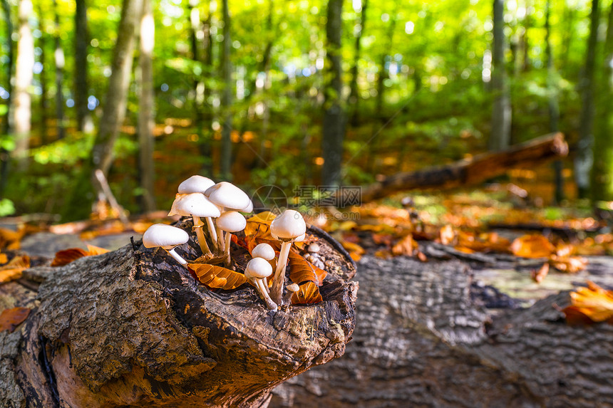 群白色的蘑菇春天的森林里的根木头上图片
