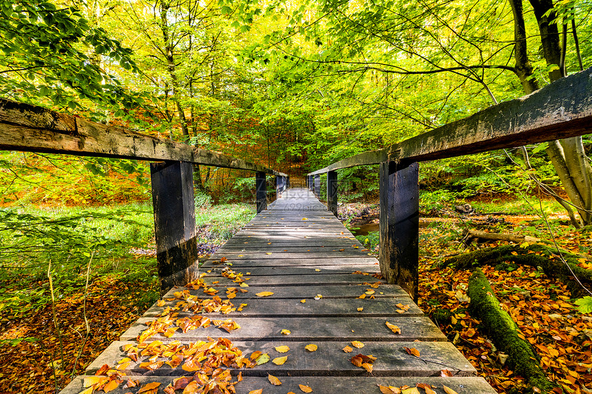 座长木桥,森林里绿树秋叶图片