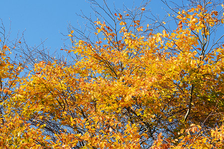 金秋的叶子棵树上,秋天的蓝天下图片