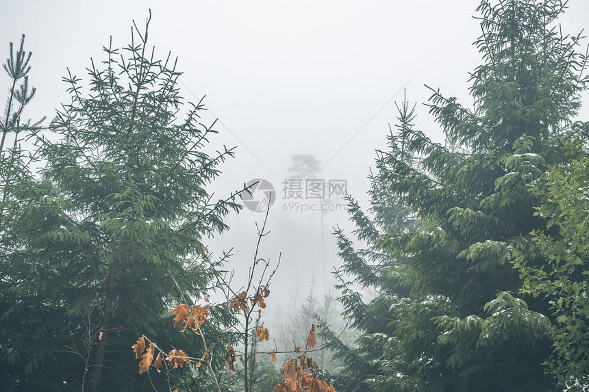 秋天,森林里松树,雾蒙蒙的风景中,雾覆盖着树木图片