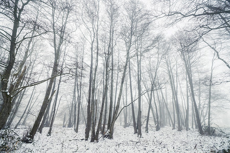 个寒冷的雾蒙蒙的早晨,森林里的雾蒙蒙的冬天,树上结着肉图片