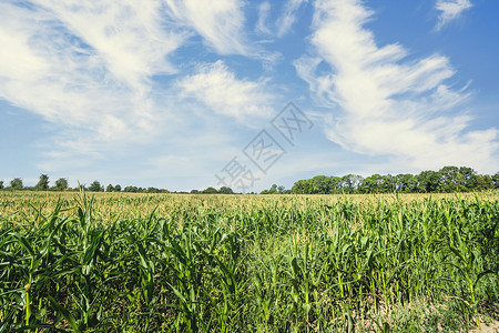 魔鬼玉米田夏天的玉米田,蓝色的天空下新鲜的绿色玉米背景