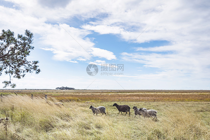 夏天,绵羊蓝天下的金色草地上行走图片