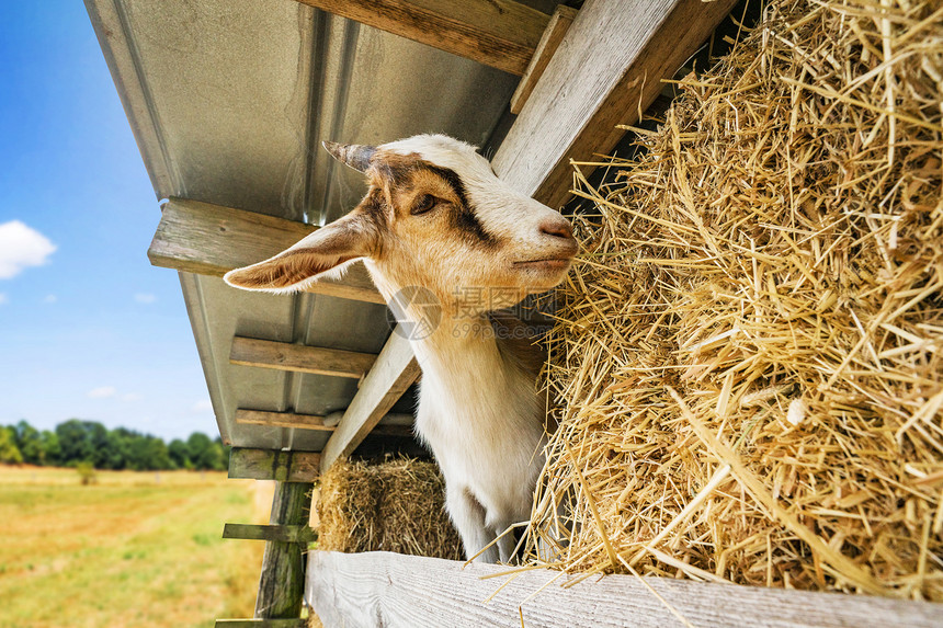 夏天,山羊农村环境中的谷仓吃干草图片