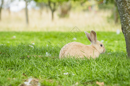可爱的兔子坐绿色的草春天个美丽的复活节图片