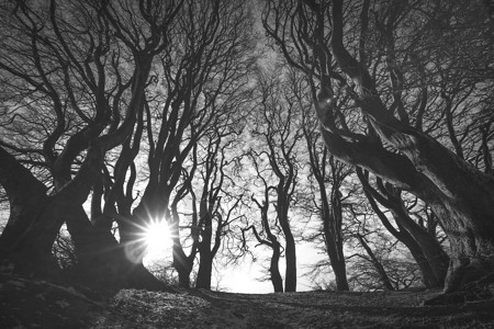 诡异的森林,黑白相间,日出时可怕的树影背景图片