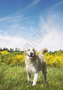 夏天,可爱的狗草地上,蓝色的天空下灌木丛图片