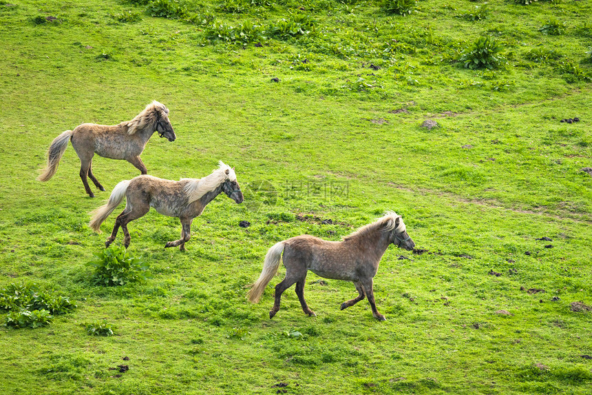 春天,三匹灰马片绿色的草地上疯狂奔跑图片