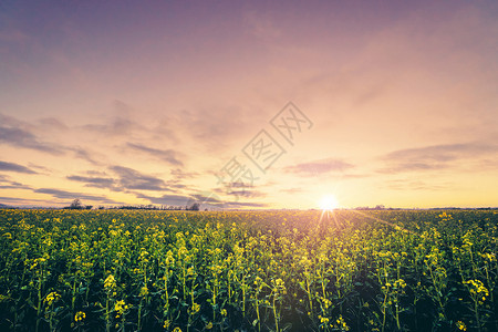 日出时的乡村景色早晨的黄色油菜籽田高清图片
