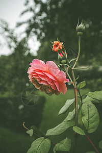 夏天阴天,绿色花园里的粉红色玫瑰图片
