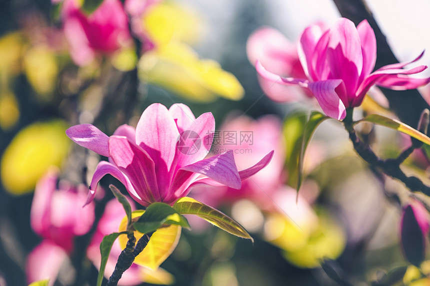 春天公园里开放玉兰花,黑暗的背景上,用浅的Dof木兰花公园的黑暗背景上图片