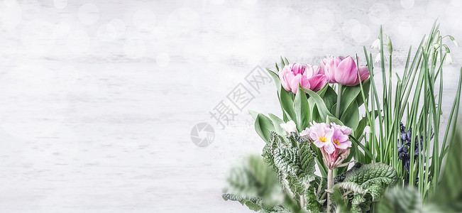 春天的花与郁金香月见草雪滴的花接壤,白色的木墙背景克春季园艺图片