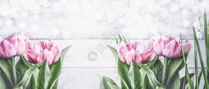 粉红色郁金香白色背景与Bokeh,正视图,框架春天的花朵郁金香,横幅模板与图片