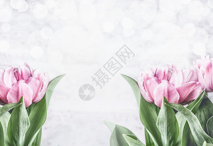 粉红色郁金香白色背景与Bokeh,正视图,框架春天的花朵郁金香图片