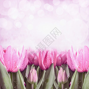 粉红色植物边框春季背景与粉红色郁金香博克照明,正视图,边框背景