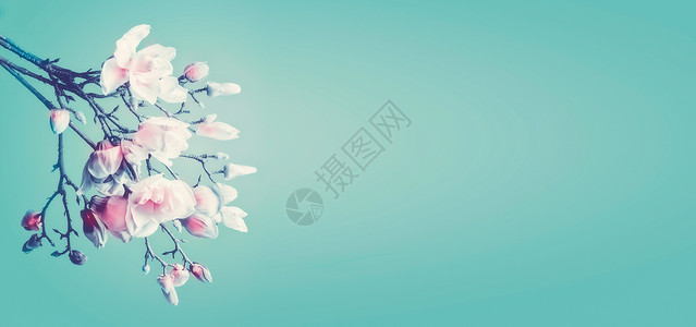 美丽的玉兰春花木兰绿松石背景下的开花枝春天的花边带的横幅模板图片