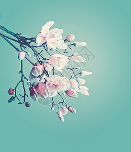木兰春天开花木兰绿松石背景下的开花枝春天的花边图片