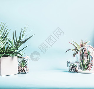 趋势家居植物装饰绿色的房子植物盆,璃水族馆罐子桌子上的帕塞尔蓝色背景各种肉质植物仙人掌植物璃碗中现代室背景图片