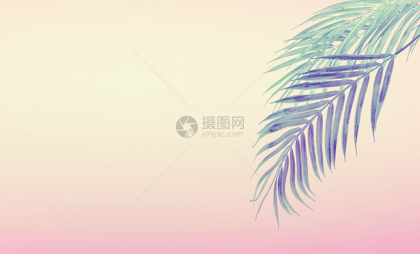 热带背景与悬挂棕榈叶梯度粘贴粉红色黄色夏天的图片
