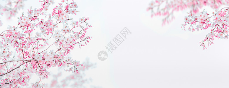 白色背景樱桃的粉红色白色春花花架春天的自然背景模板横幅图片