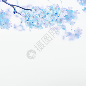 蓝色的春天白色的背景上开花花边春天的自然背景图片
