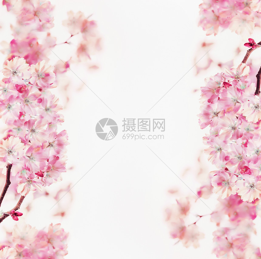 白色背景上粉红色的樱花框花边春天的自然背景樱花盛开图片