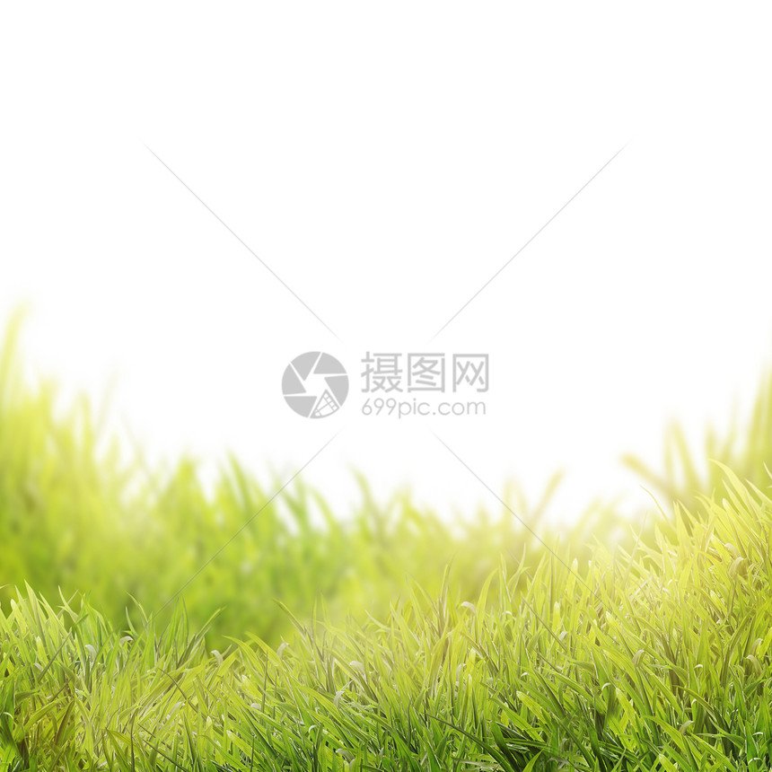 绿色的草,孤立白色的背景上图片