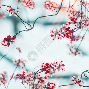 美丽的樱花枝的框架春天的自然背景春天的自然户外图片