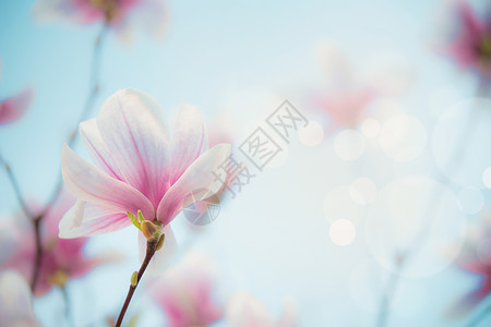 春天的背景室外玉兰花盛开模糊的自然背景与博凯春天开花的自然景象图片