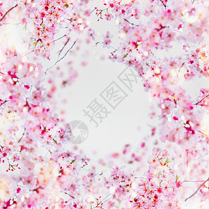 圆树美丽的春花框架背景圆形框架,粉红色花白色春季自然,选择聚焦樱花背景
