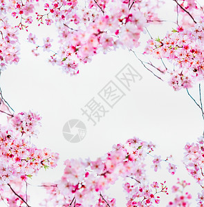 粉红色樱花白色春天的自然框架与盛开的树枝樱桃树春天的自然背景图片