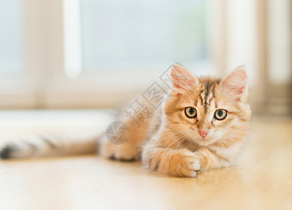 轻的毛茸茸的可爱的红色小猫躺窗户背景的地板上纯种西伯利亚猫猫看着相机图片