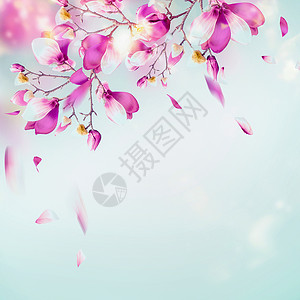 浪漫飞舞樱花春天的自然背景,美丽的玉兰花浅蓝色蓝色的背景下,花瓣飞舞,阳光明媚紫色的花背景