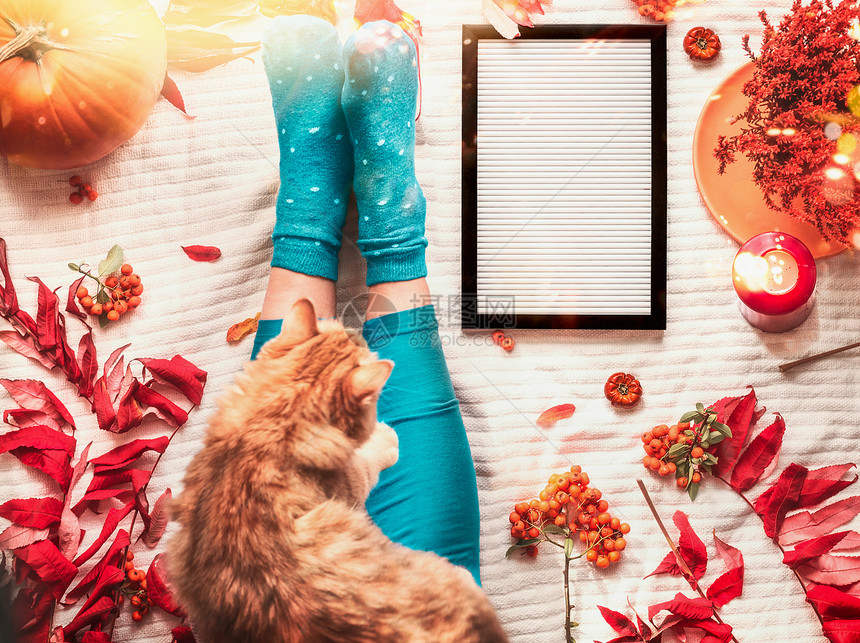舒适的秋季情绪,女腿袜子腿,姜猫空白字母板白色毯子背景与南瓜,罗旺落叶树枝的风景Insta风格图片