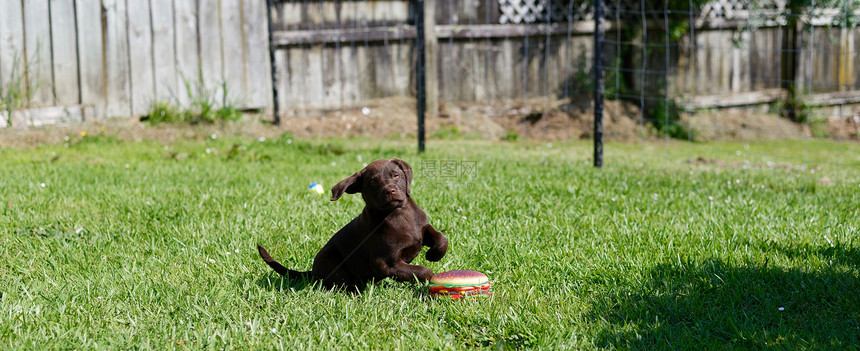 轻的巧克力拉布拉多小狗草地上玩汉堡包玩具图片
