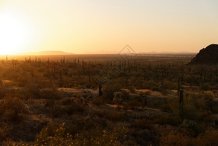 皮卡丘背景亚利桑那州皮卡乔峰州立公园附近的萨瓜罗仙人掌州际10背景中可见背景