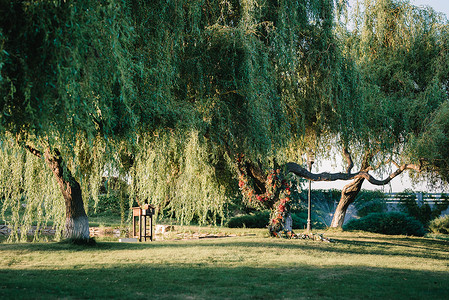 婚礼区域,拱椅装饰树木背景图片