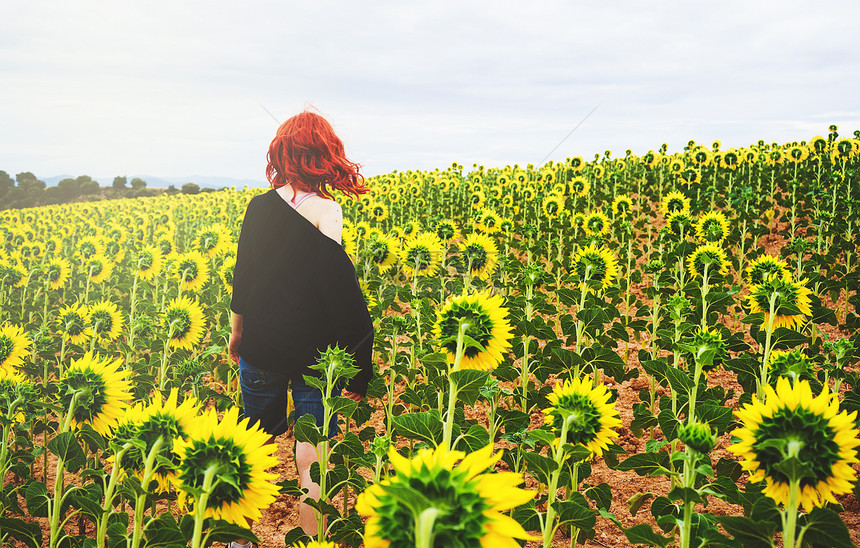 个红头发的轻女人向日葵的田野里的背景图片