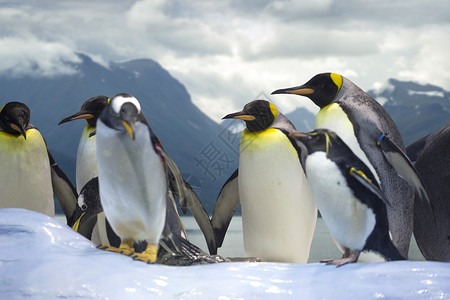 默罕德企鹅群反冬天的景观背景