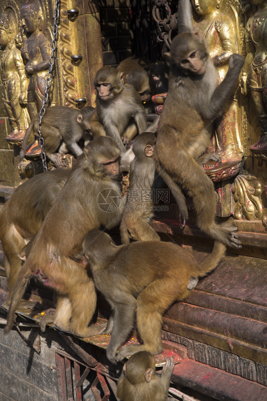 尼泊尔加德满都帕舒帕丁寺的猴子图片