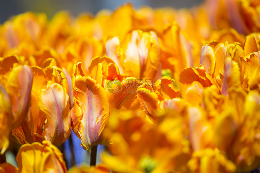 荷兰农村的排排黄色郁金香图片
