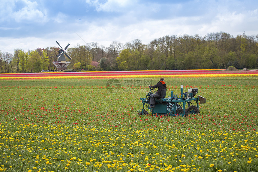 清理荷兰的郁金香欧洲图片