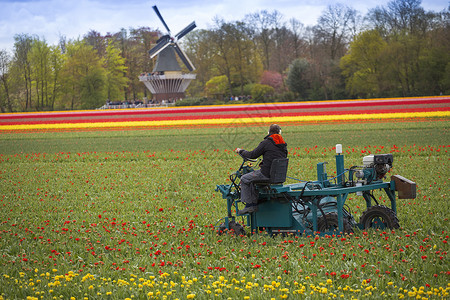 基伦霍夫清理荷兰的郁金香欧洲背景