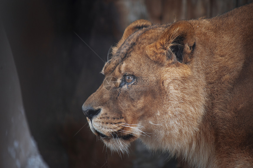 狮子的特写镜头危险的捕食者图片