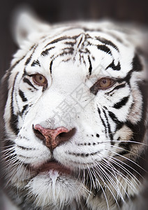 只白虎的特写危险的捕食者图片