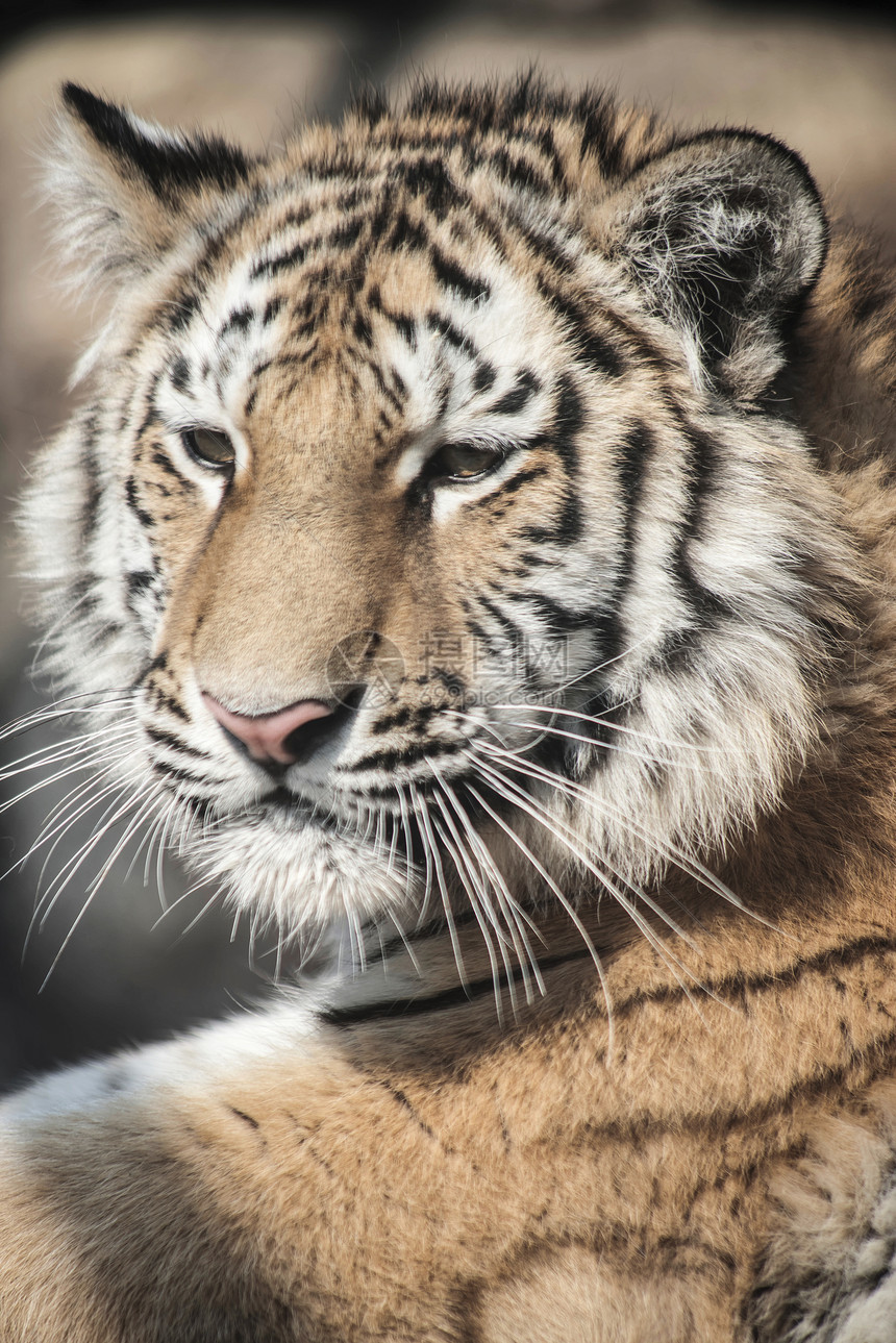 老虎的特写危险的捕食者图片