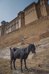 琥珀堡背景上的黑山羊斋浦尔印度图片